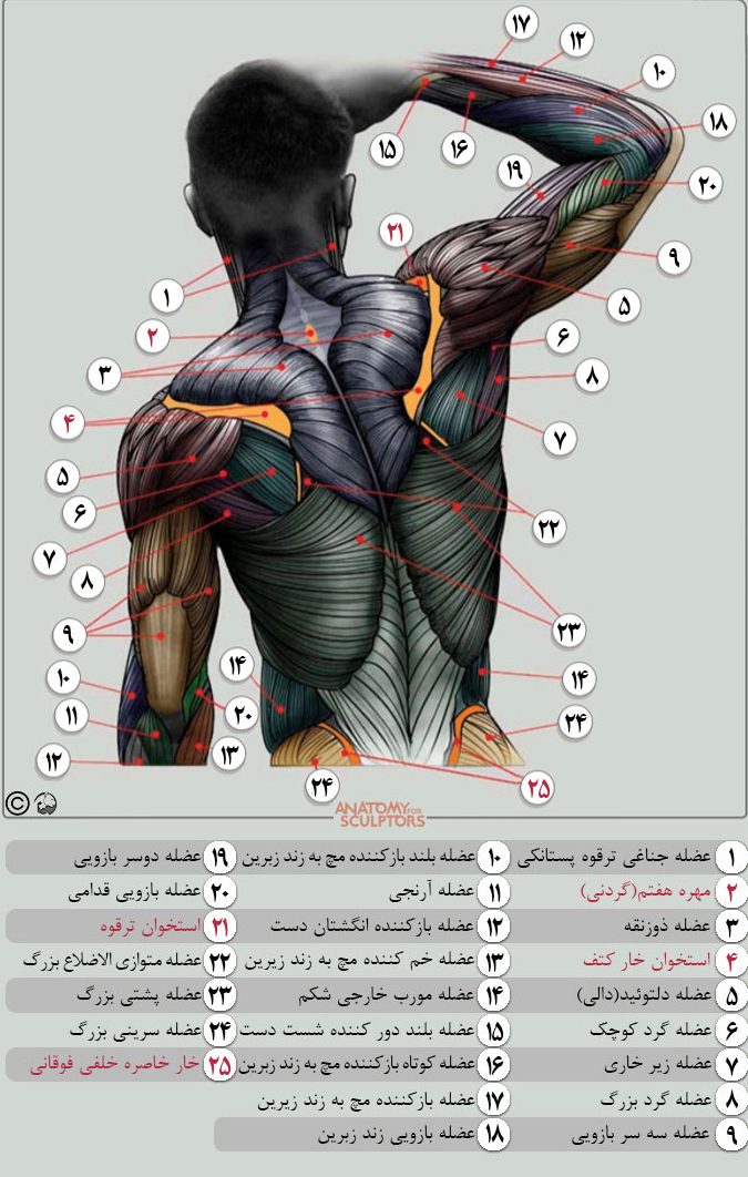 تصویر آناتومی
